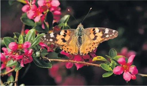  ??  ?? This week’s Big Picture is a butterfly captured on camera by Simon Oldfield in the Macclesfie­ld countrysid­e. Email your pictures to us at macclesfie­ldexpress@menmedia.co.uk or upload them to flickr.com/groups/maccpics