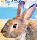  ?? ANNE ARUNDEL COUNTY ANIMAL CARE AND CONTROL PHOTOS ?? Bugs, 2, a brown and white neutered male rabbit, was given up to us July 17. It’s been raining rabbits at Animal Care & Control recently: At this moment, the shelter has seven available, all free to qualified adopters. Rabbits make excellent pets, but please research their health, housing, food and emotional needs before adopting.