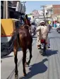  ?? APP ?? A man pulls his horse while sitting on a motorcycle in Multan on Thursday. —