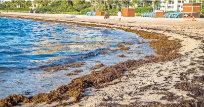  ?? ?? Limpiar La molesta alga puede ser un trabajo de 24 horas para zonas turísticas