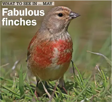  ??  ?? Male Common Linnet is a striking bird. The species’ numbers have dropped substantia­lly over the past few decades, though it is still resident throughout much of the country. Look for on commons, heathland, rough ground and farmland hedges this month.