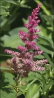  ??  ?? Perennial flowers like this pink Astilbe are scattered throughout the Shulists’ Ancaster garden.