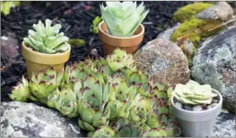  ?? HOLLY RAMER — THE ASSOCIATED PRESS ?? This photo shows a collection of faux succulent plants surroundin­g the real thing in Hopkinton, N.H. While the drought-resistant plants are popular as home decor, they can be hard to raise indoors without a lot of light, making fake versions a crafty...