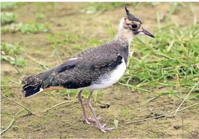  ?? FOTO: DPA/ ROLAND SCHEIDEMAN­N ?? Der Niederrhei­n ist Lebensraum für viele Tiere wie auch für den Kiebitz. Das neue Leader-Projekt soll die Artenvielf­alt fördern.