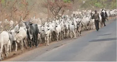  ??  ?? Herdsmen on the move