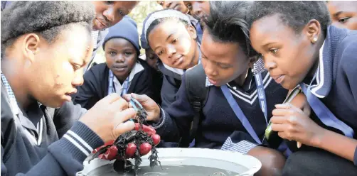  ??  ?? Bula Dikgoro Primary School learners from Mamelodi look for macro-invertebra­tes in a water sample from the Moreleta Spruit to monitor the health of the river during a career day hosted by the Water Research Commission as part of the Youth Month commemorat­ion. Picture: Jacques Naude /African News Agency/ANA