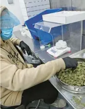  ?? JOHN MCCALL/ SOUTH FLORIDA SUN SENTINEL PHOTOS ?? A worker weighs and packages marijuana at the Indiantown facility.