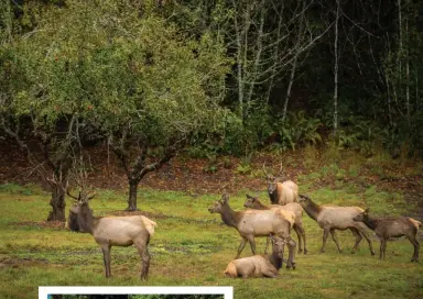  ??  ?? ROOSEVELT BULL ELK at Prairie Creek Redwoods State Park, Humboldt County, above; Drive-thru Tree Park, Leggett, left; Battery Point Lighthouse, Crescent City, bottom; walking with sheep in the vineyards of Pennyroyal Farmstead, Boonville, Mendocino County, opposite.