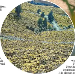  ?? STEPHEN RUSSELL / STUFF ?? Gorse bushes produce pollen for nine months of the year.