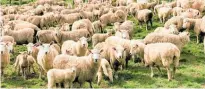  ?? Photo / Bevan Conley ?? A study by AgResearch has found New Zealand sheepmeat production to be carbon neutral.