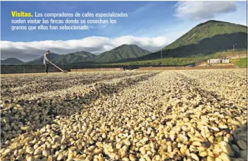  ??  ?? Visitas. Los compradore­s de cafés especializ­ados suelen visitar las fincas donde se cosechan los granos que ellos han selecciona­do.