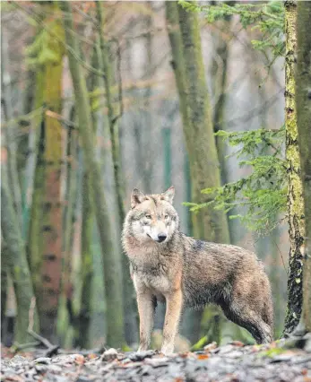  ?? FOTO: KLAUS-DIETMAR GABBERT/DPA ?? Wer einem Wolf gegenüber steht, sollte nicht wegrennen. Das Tier denkt sonst, man sei ein flüchtende­s Beutetier. Stattdesse­n hilft es, Stärke zu zeigen, in die Hände zu klatschen und laut zu rufen.