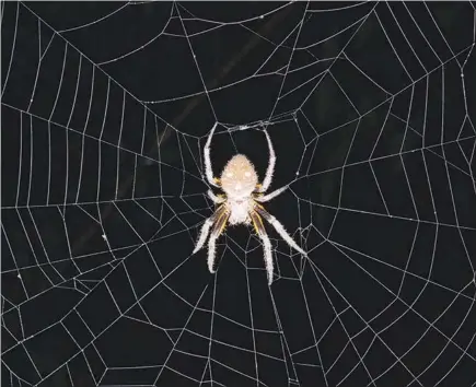  ?? GUSTAVO HORMIGA VIA THE NEW YORK TIMES ?? A garden orb-weaver spider sits in its web near Rio Negro, Brazil. Researcher­s have drawn a new tree of spider evolution to determine whether orb web-weaving came from a common ancestor or if it evolved more than once.