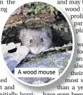  ??  ?? A wood mouse