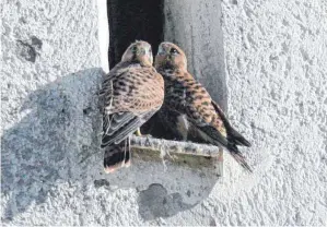  ??  ?? Ein Blickfang am Brochenzel­ler Kirchturm: Die Turmfalken-Familie hat Nachwuchs bekommen, der sich inzwischen aber eigene Reviere sucht.