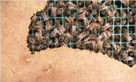  ??  ?? Beekeepers servicing California’s almond crops currently rely on an unsatisfac­tory pollen patty. Photograph: Raquel de Sousa/University of Oxford