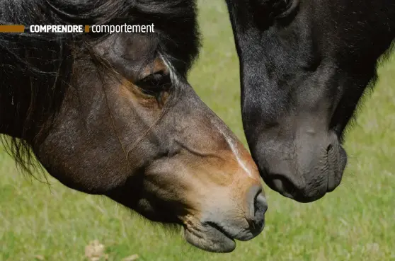  ??  ?? Les chevaux sont capables de reconnaîtr­e des congénères par l’odorat.