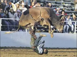  ?? John Walker Fresno Bee ?? A BULL goes over rider Elliot Jacoby at the Clovis Rodeo near Fresno in 2012. Rodeos are in the crosshairs of municipal lawmakers across California.