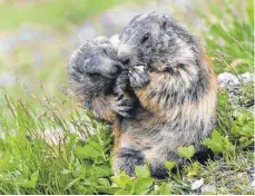  ?? SYMBOLFOTO: SIGI TISCHLER/DPA ?? Über 1000 Besucher nahmen im vergangene­n Jahr an den Tierbeobac­htungstour­en teil, die Ranger des Alpiniums im Oberallgäu veranstalt­eten. Dabei gab es auch Murmeltier­e zu bewundern.