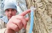  ?? WAYNE PARRY/AP ?? Ryan Hegarty, of Stockton University’s Maple Project, shows a tap he placed into a red maple tree Feb. 21 at the university’s campus in Galloway, N.J.