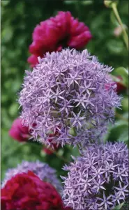  ?? IMAGE COURTESY OF LONGFIELD GARDENS ?? The flowers of Globemaste­r allium are the size of bowling balls atop sturdy, three-foot-tall stems.