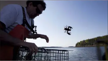  ?? ROBERT F. BUKATY — THE ASSOCIATED PRESS FILE ?? In this file photo, Scott Beede returns an undersized lobster while fishing in Mount Desert, Maine. The harvest of crustacean­s in America’s biggest lobstering state is usually in full swing by July, but fishermen say they aren’t catching much so far this season.