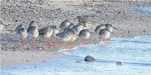  ??  ?? “While walking the Coastal Path from Carnoustie to Arbroath on a bright but windy day last week, I came across a group of redshank,” says Mark Tulley of Coupar Angus. “They were huddling together at the edge of the tide, their legs glistening bright...