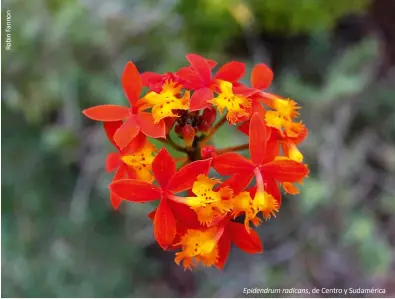  ??  ?? Epidendrum radicans, de Centro y Sudamérica