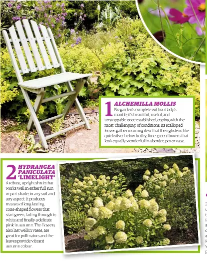 Seven Plants You Can T Kill Pressreader