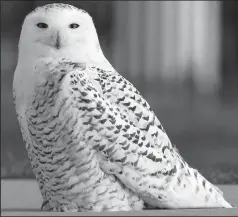  ?? PAUL A. SMITH/ MILWAUKEE JOURNAL SENTINEL FILE PHOTOGRAPH ?? A snowy owl sits on a sidewalk while hunting near the Lake Michigan shore in Milwaukee, Wisc., on Dec. 10, 2012.