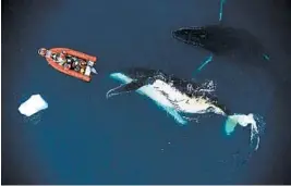  ?? DUKE MARINE ROBOTICS AND REMOTE SENSING LAB ?? Researcher­s found that as body size increases in toothed whales, they become less efficient as they hunt.