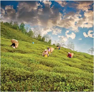  ??  ?? (Clockwise from this page) Women working in a tea garden in Sikkim; the government is focused on organising organic markets across the state; the Old Silk Route connecting Sikkim to China’s Tibet is lined with snaking roads and towering mountains