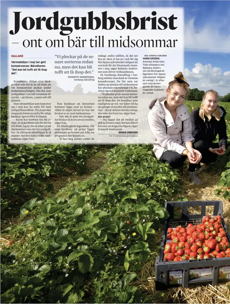  ?? Bild: ANNIKA KARLBOM ?? VARM SÄSONG. Amanda Andersson, Tilda Ullstadius och Rebecka Andersson på Munkagårds Egendom fick öppna självplock­et tidigare än vanligt i år eftersom majvärmen gjorde att bären mognade snabbare än väntat.