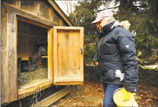  ?? Brian A. Pounds / Hearst Connecticu­t Media ?? Gail Bunovsky feeds the chickens in one of the two coops on her two- acre property in Monroe.