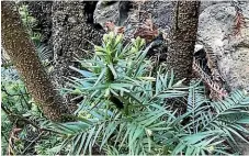  ?? NINE ?? A wollemi pine begins its recovery by coppicing, or resproutin­g.