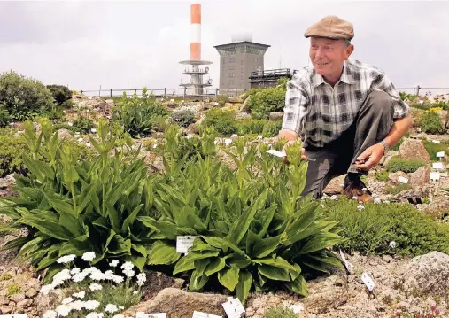  ?? FOTOS: MATTHIAS BEIN (1), GUNTER KARSTE (1), NICOLE JANKOWSKI (2) ?? Rund 1500 Arten aus aller Welt wachsen im Brockengar­ten am Fuße des Brockenhau­ses. Viele Pflanzen finden sich sonst nur in extremen Höhenlagen der Alpen. Gunter Karste ist der wissenscha­ftliche Leiter des Brockengar­tens.