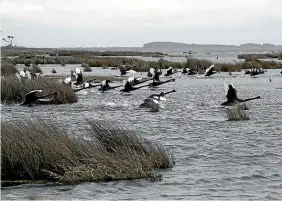  ?? MONIQUE FORD/STUFF ?? The Chathams are one of 10 areas covered by graphs showing sea surface temperatur­es.