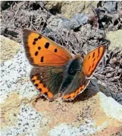  ??  ?? A small copper butterfly.