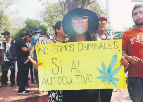  ??  ?? PROCESO JUDICIAL. La Suprema Corte de Justicia de la Nación suma cuatro amparos otorgados para el uso lúdico de la mariguana en México. Para que el tema se vuelva jurisprude­ncia deben ser cinco fallos a favor, pero emitidos por la misma sala....