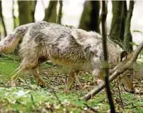  ?? Ein Foto der bislang bekannten Thüringer Wölfin, aufgenomme­n am Rande des Truppenübu­ngsplatzes Ohrdruf. Foto: S.böttner ??