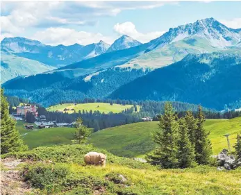  ??  ?? Traumhafte­r Ausblick: Die Bären in Arosa dürfen hoch oben in den Schweizer Bergen leben.