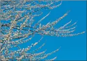  ??  ?? To everyone but allergy sufferers, a budding tree against a blue sky provides hope for spring.