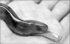  ??  ?? Inspired by slug slime, scientists have developed a flexible adhesive that sticks to wet surfaces. This stretchy glue can be attached to a beating, bleeding heart and could someday replace stitches in wound repair. — Washington Post photo