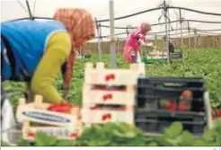  ?? G.J. ?? Mujeres marroquíes trabajando en una plantación de fresas.