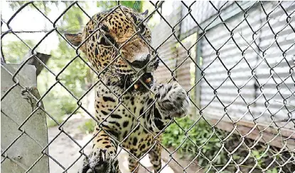  ?? NACHO REYES ?? Expertos lamentan que el cambio de hábitat se deba a intereses políticos El felino fue trasladado de Jalisco a una reserva en el frío Ajusco Queda la sensación de que se pudo hacer más por no cerrar la Uma de Cabo Corrientes