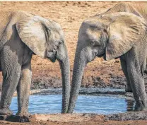  ?? Finbarr O’Reilly / New York Times ?? Tuskless elephants drink from a watering hole at Addo Elephant National Park in Addo, South Africa on June 5. The park has few females with tusks.