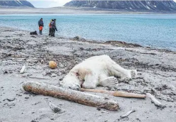  ?? FOTO: GUSTAV BUSCH ARNTSEN/DPA ?? Dieser Eisbär wurde an der Küste einer Insel von Spitzberge­n erschossen, als er den Bärenwächt­er eines Kreuzfahrt­schiffes von Hapag-Lloyd Cruises, der MS Bremen, angegriffe­n und am Kopf verletzt hatte.