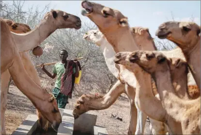  ?? BRIAN INGANGA / AP ?? A herder tends to his camels at a watering hole in the desert near Dertu, Wajir County, Kenya, in October.