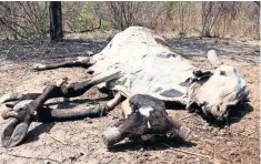  ??  ?? El pasado miércoles, sólo en Zanatepec, zona oriente del Istmo, se elevó a 100 el número de bovinos muertos por enfermedad­es y debilidad asociada con la sequía.