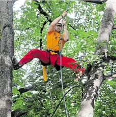  ?? Foto: 2x Michal Kamaryt, ČTK ?? Udržet se Pohyb v koruně stromu je velmi náročný i pro arboristu. Potřebuje k němu proto speciální výbavu.